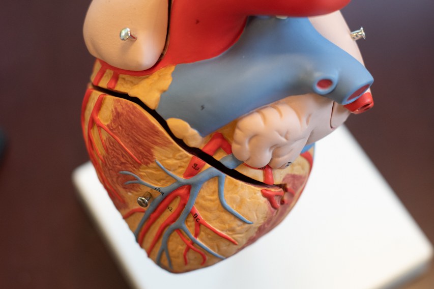 Cross-sectioned anatomical heart model on a desk in The Foundry office